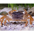 Краб Пантера (Parathelphusa рantherina)