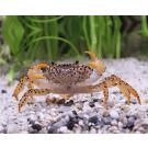 Краб Пантера (Parathelphusa рantherina)