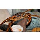 Краб Пантера (Parathelphusa рantherina)