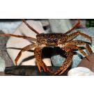 Краб Пантера (Parathelphusa рantherina)