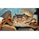 Краб Пантера (Parathelphusa рantherina)