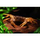 Краб Пантера (Parathelphusa рantherina)