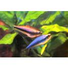 Тетра Пальмери (palmeri)