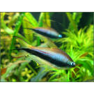 Тетра Пальмери (palmeri)