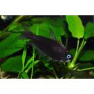 Тетра Пальмери черная (Nematobrycon palmeri var. Black)