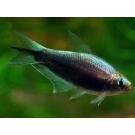 Тетра Пальмери черная (Nematobrycon palmeri var. Black)