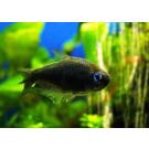 Тетра Пальмери черная (Nematobrycon palmeri var. Black)