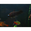 Тетра Пальмери черная (Nematobrycon palmeri var. Black)