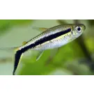 Тетра Пингвин (Thayeria boehlkei)