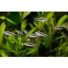 Тетра Пингвин (Thayeria boehlkei)