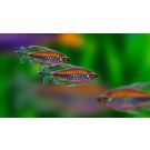 Тетра конго (Phenacogrammus interruptus)