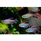 Тетра конго (Phenacogrammus interruptus)