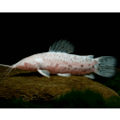 Сом Таракатум Альбинос (Hoplosternum thoracatum) 3-4см