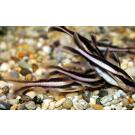 Сом Платидорас (Platydoras armatulus) 8-10см