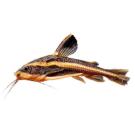 Сом Платидорас (Platydoras armatulus) 8-10см