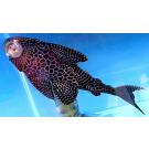 Сом Парчовый Птеригоплихт (Pterygoplichthys gibbiceps) 2-3см