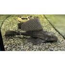 Сом Парчовый Птеригоплихт (Pterygoplichthys gibbiceps) 15см