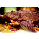 Сом Парчовый Птеригоплихт (Pterygoplichthys gibbiceps) 15см