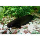 Сом Мешкожаберный (Heteropneustes fossilis) 12-15см