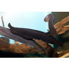 Сом Мешкожаберный (Heteropneustes fossilis) 12-15см