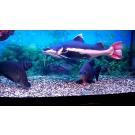 Сом Краснохвостый (Phractocephalus hemioliopterus)