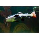 Сом Краснохвостый (Phractocephalus hemioliopterus)