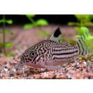 Сом Коридорас Джули