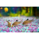 Сом Коридорас Джули