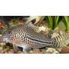 Сом Коридорас Джули