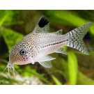 Сом Коридорас Джули