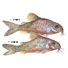 Сом Коридорас Джули