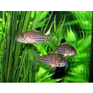 Сом Коридорас Джули