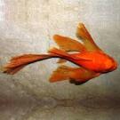 Сом Анциструс Рэд (Ancistrus dolichopterus)