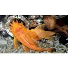 Сом Анциструс Рэд (Ancistrus dolichopterus)