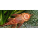 Сом Анциструс Рэд (Ancistrus dolichopterus)