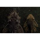 Сом Анциструс (Ancistrus dolichopterus) 10см