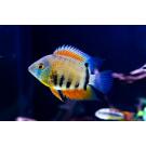 Северум Красноплечий (Heros severus)