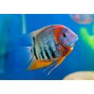 Северум Красноплечий (Heros severus)