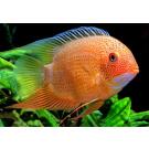 Северум Красноплечий (Heros severus)