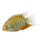 Северум Красноплечий (Heros severus)