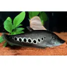 Рыба - Нож Индийский Глазчатый (Chitala ornata) 7см