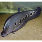 Рыба - Нож Индийский Глазчатый (Chitala ornata) 7см