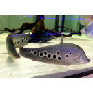 Рыба - Нож Индийский Глазчатый (Chitala ornata) 7см