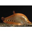 Рыба - Нож Индийский Глазчатый (Chitala ornata) 7см