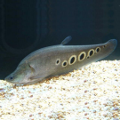 Рыба - Нож Индийский Глазчатый (Chitala ornata) 7см