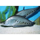 Рыба - Нож Индийский Глазчатый (Chitala ornata) 7см