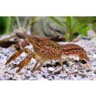 Рак мраморный (Procarambus virginalis)