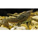 Рак мраморный (Procarambus virginalis)