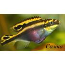 Попугайчик (Pelvicachromis pulcher) 2-3см