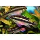 Попугайчик (Pelvicachromis pulcher) 2-3см